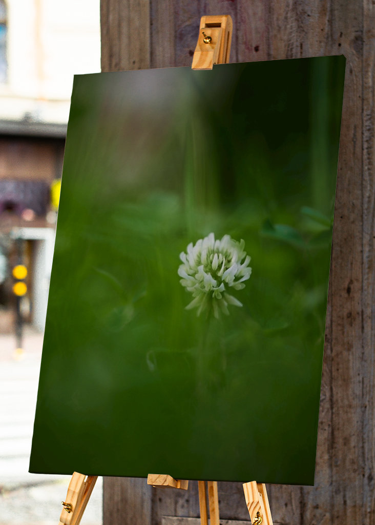 Květ bílého jetele v trávě