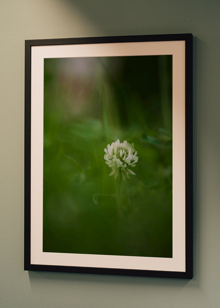 Květ bílého jetele v trávě