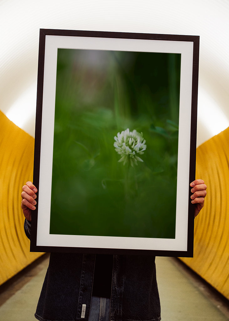 Květ bílého jetele v trávě