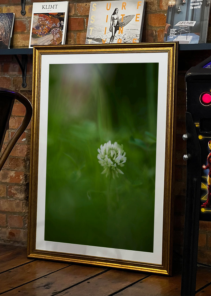 Květ bílého jetele v trávě