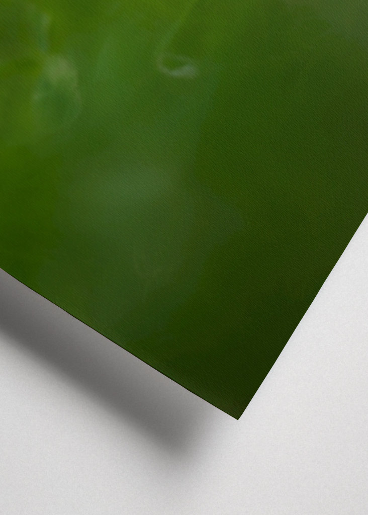 Květ bílého jetele v trávě