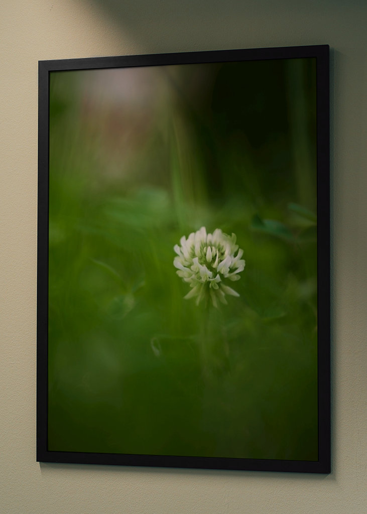 Květ bílého jetele v trávě