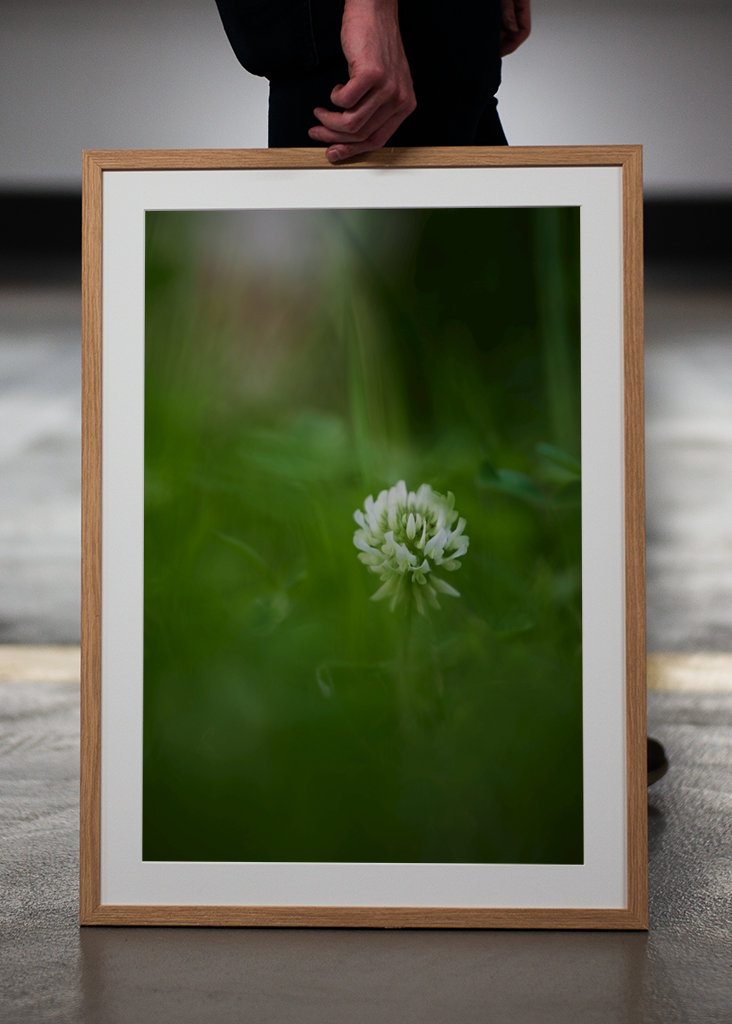 Květ bílého jetele v trávě