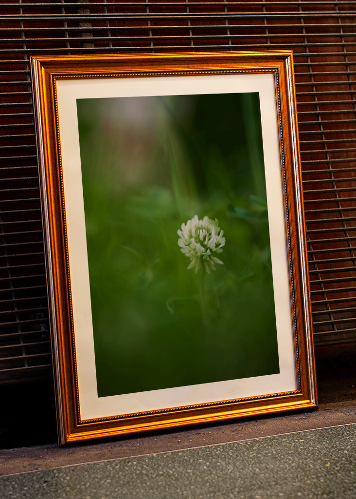 Květ bílého jetele v trávě