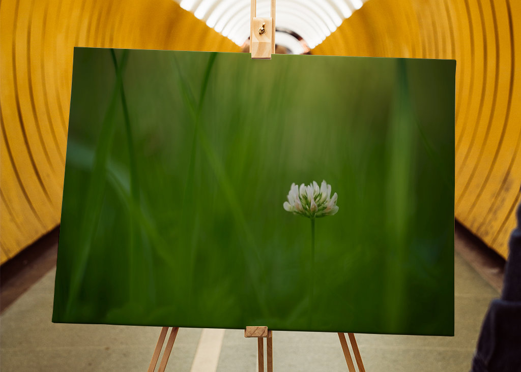 Květ bílého jetele v trávě