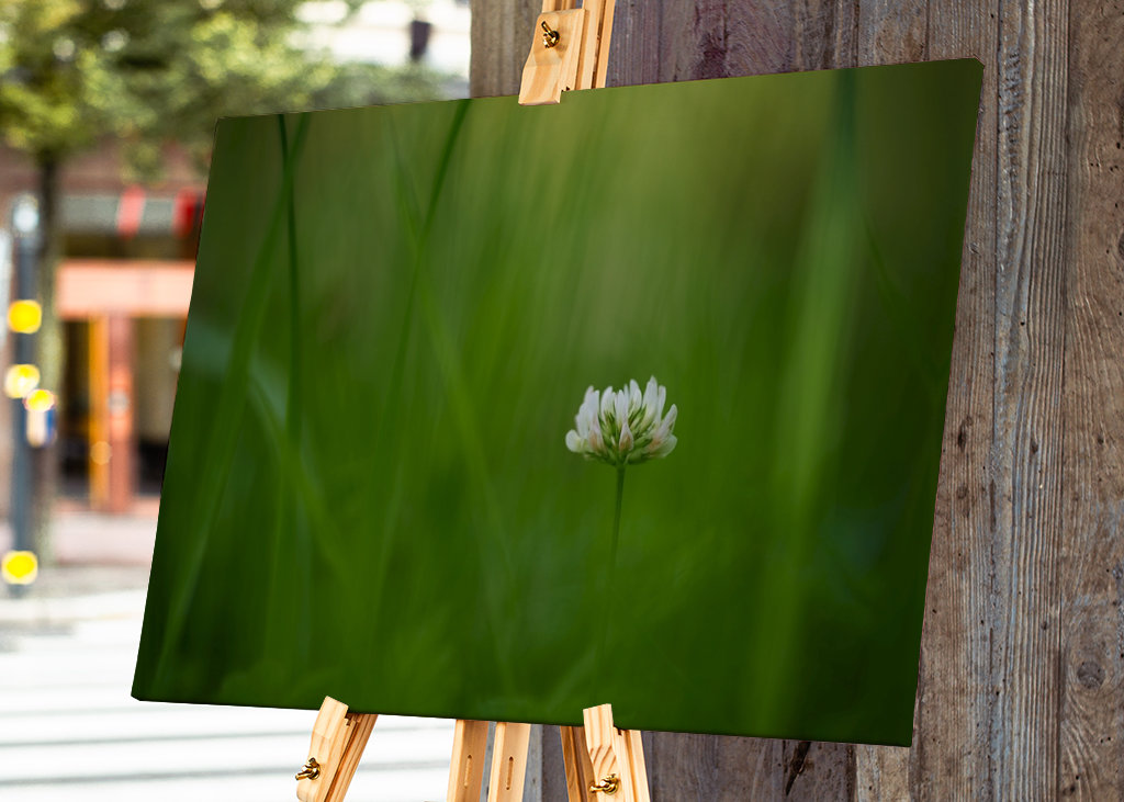 Květ bílého jetele v trávě