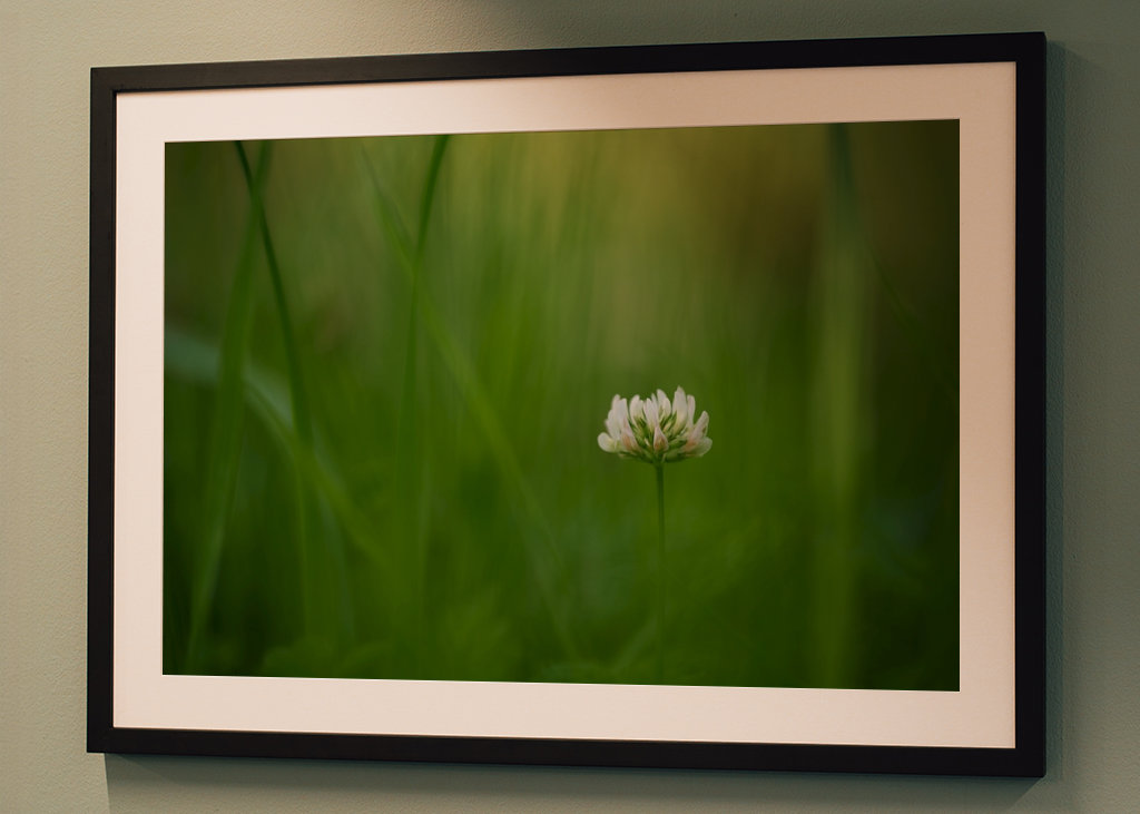 Květ bílého jetele v trávě