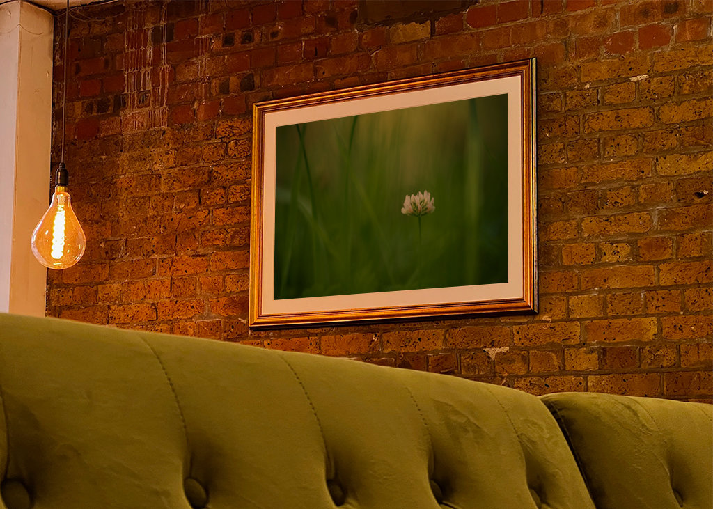 Květ bílého jetele v trávě