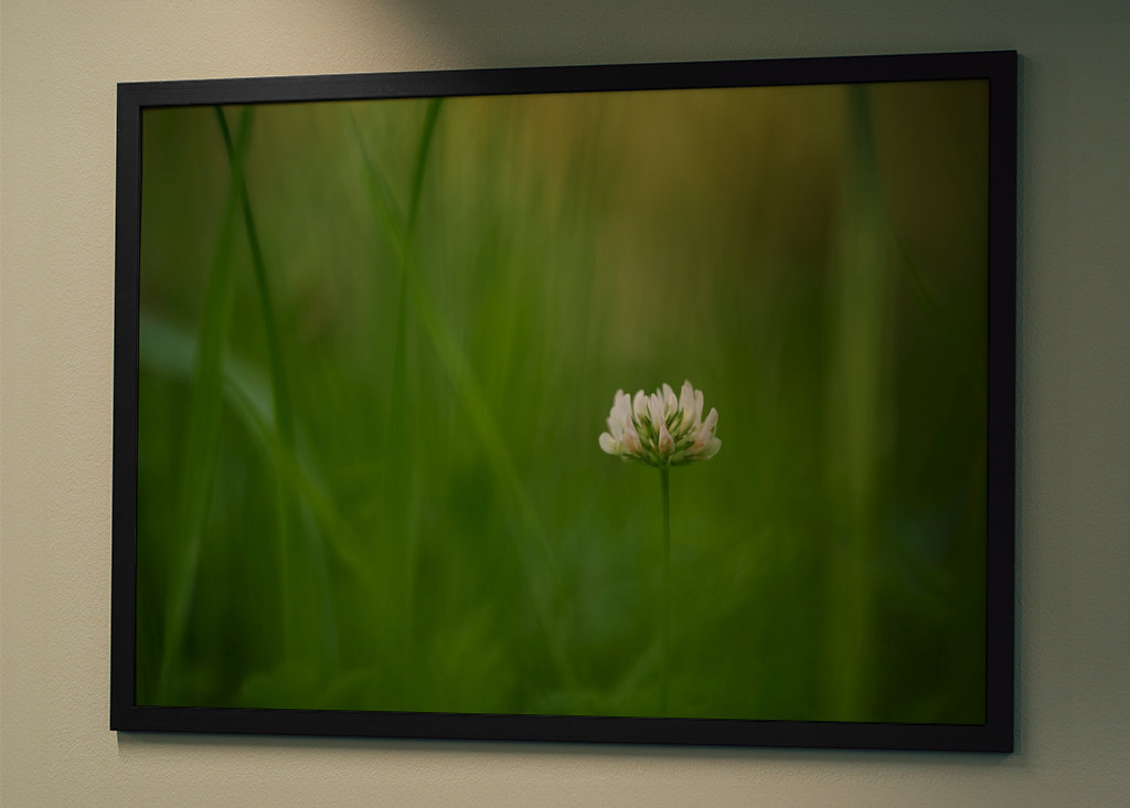 Květ bílého jetele v trávě