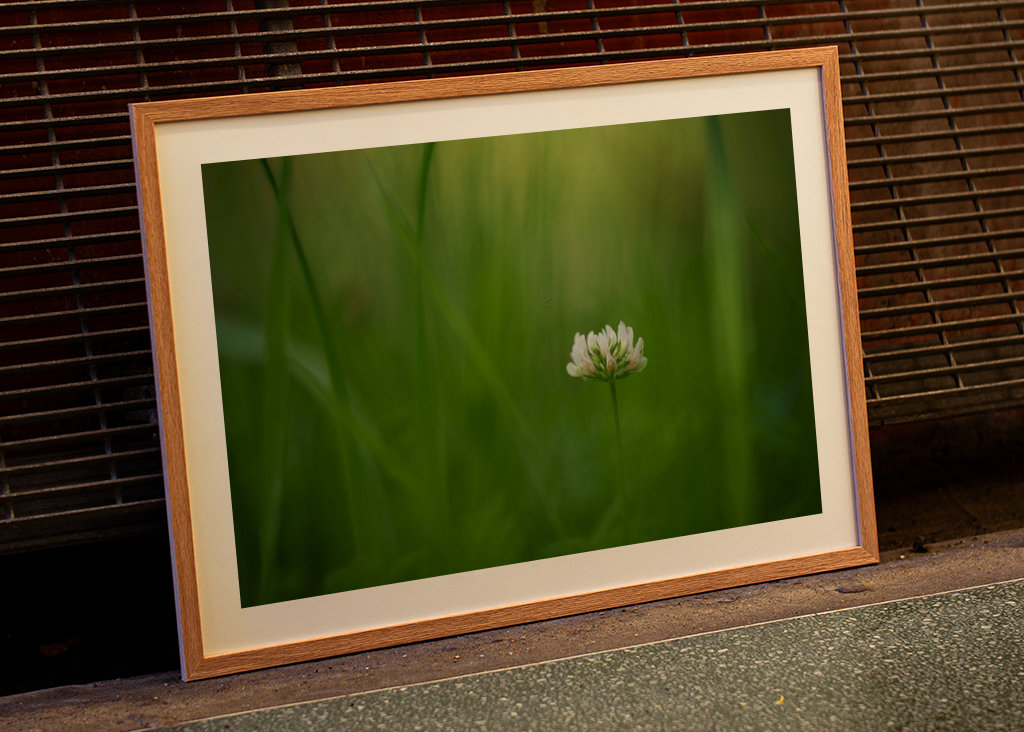 Květ bílého jetele v trávě