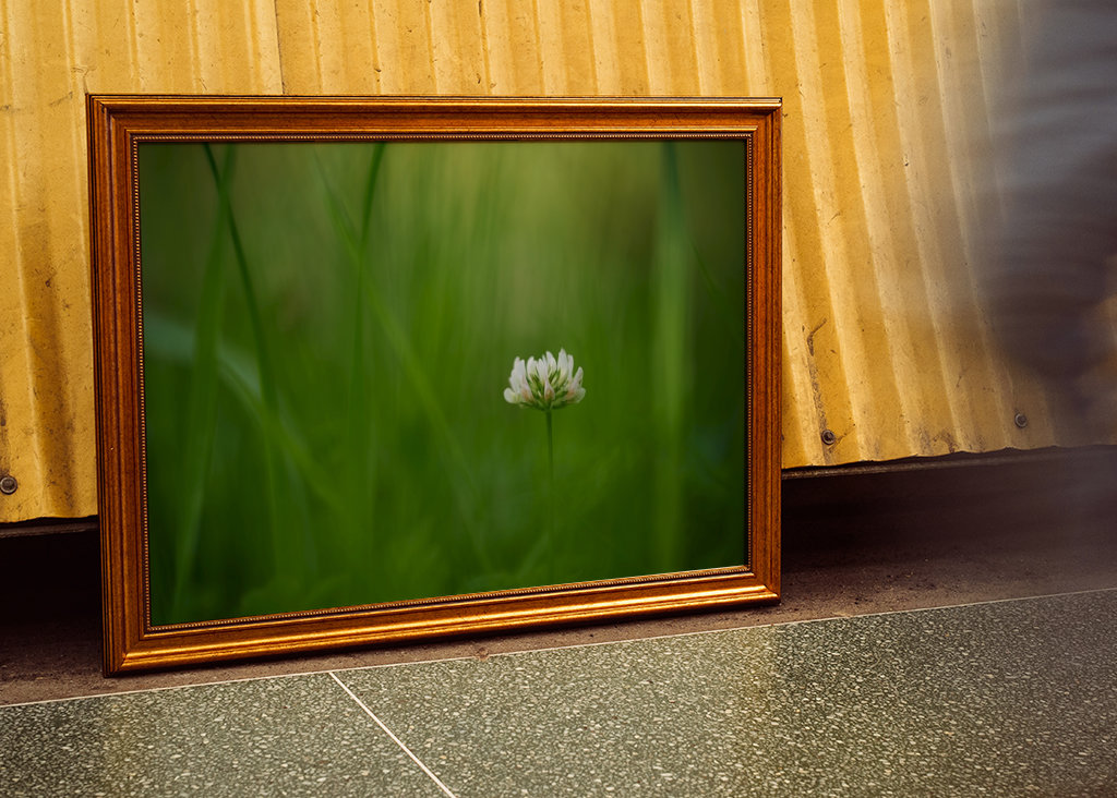 Květ bílého jetele v trávě