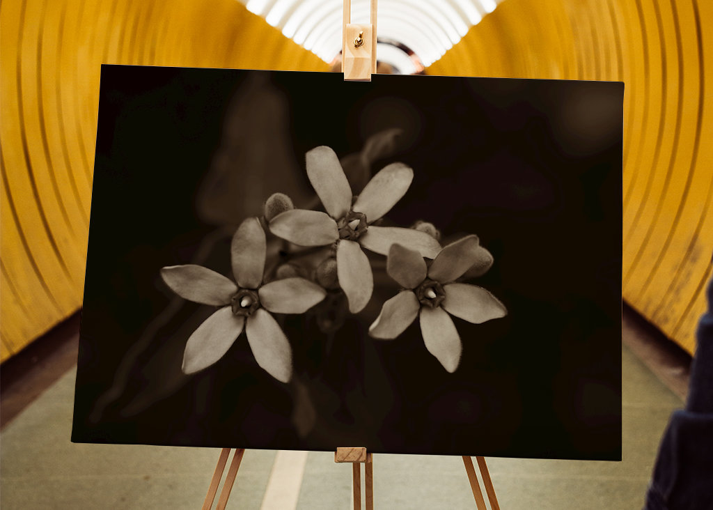 Blomsterhoveder af silkeplanten 