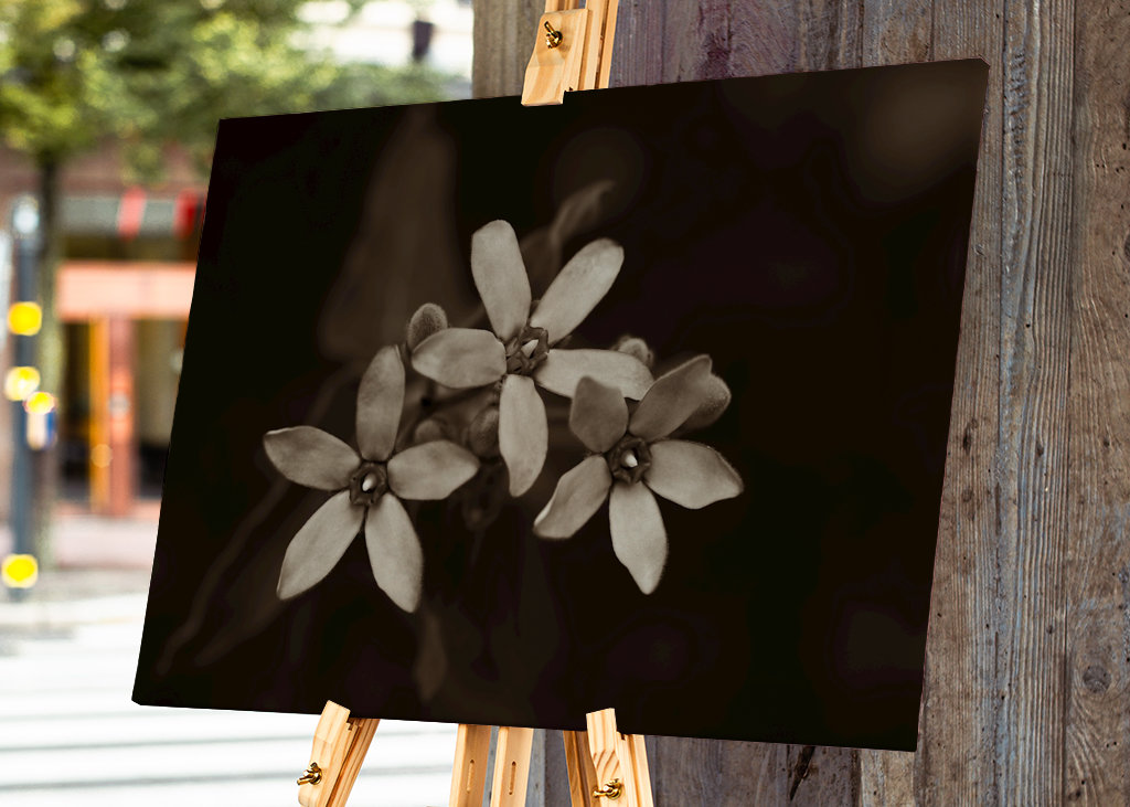Blomsterhoveder af silkeplanten 