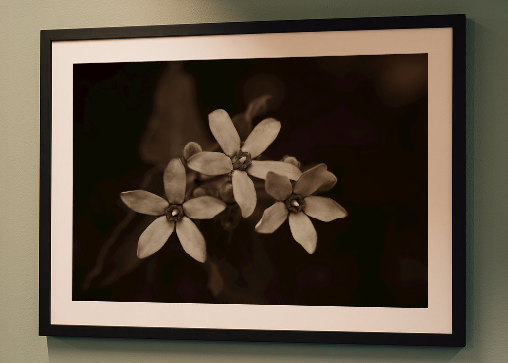 Blomsterhoveder af silkeplanten 