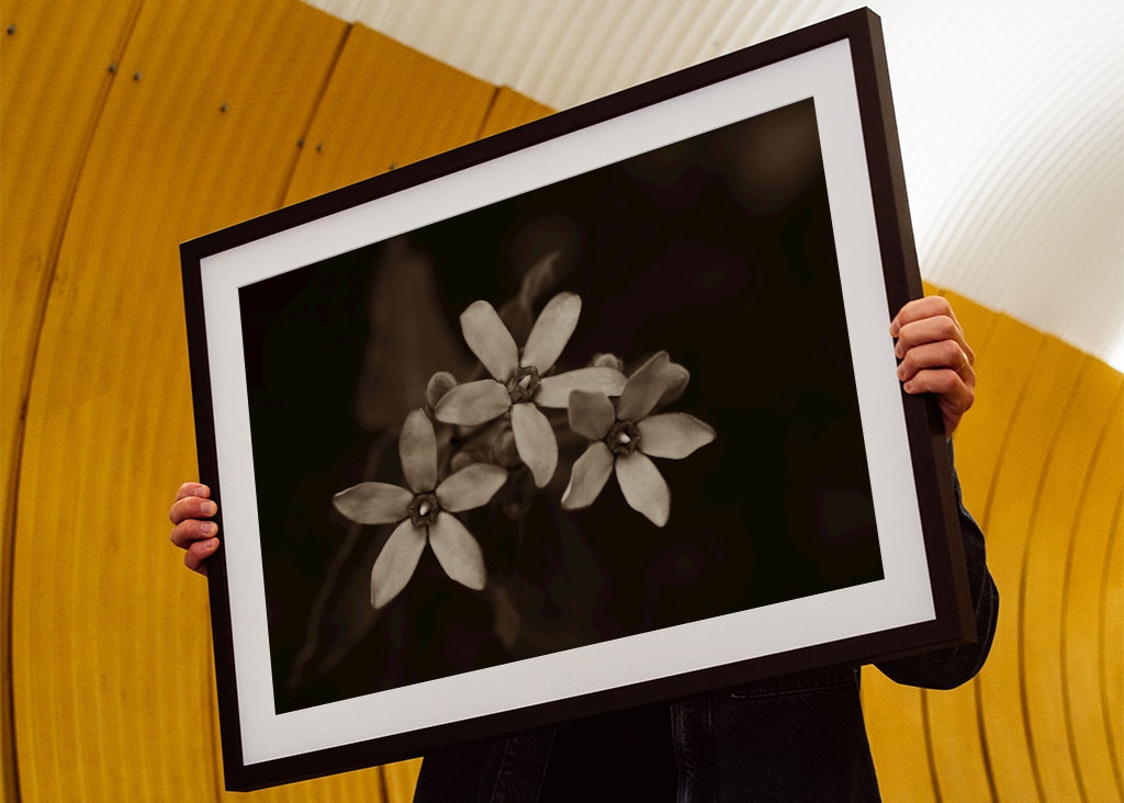 Blomsterhoveder af silkeplanten 