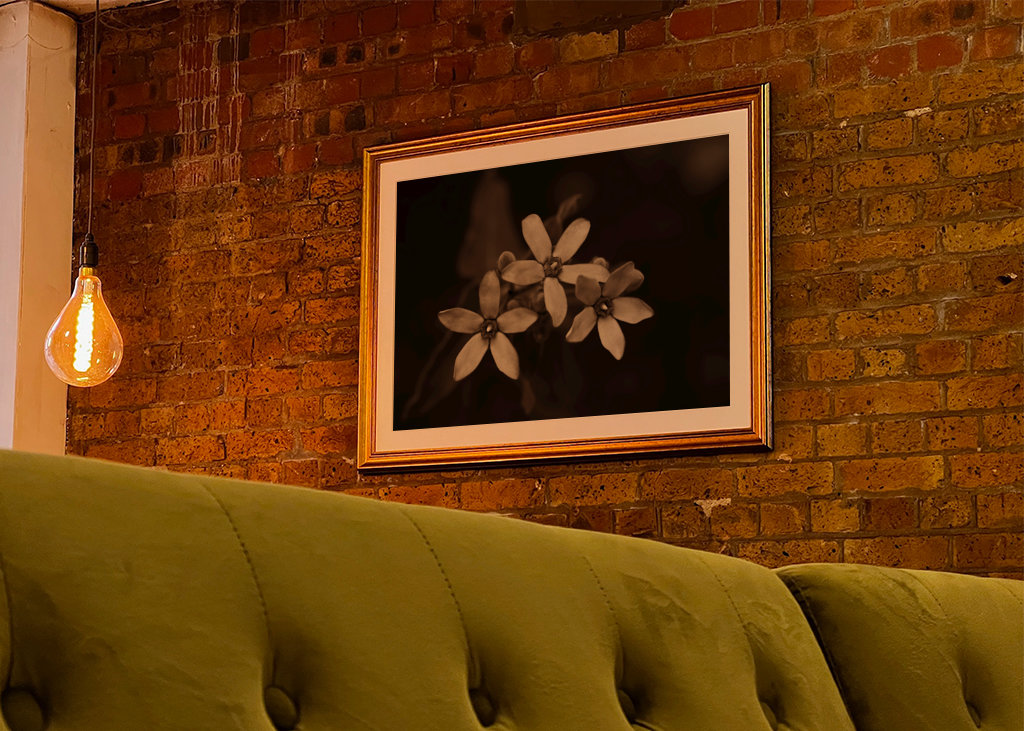 Blomsterhoveder af silkeplanten 