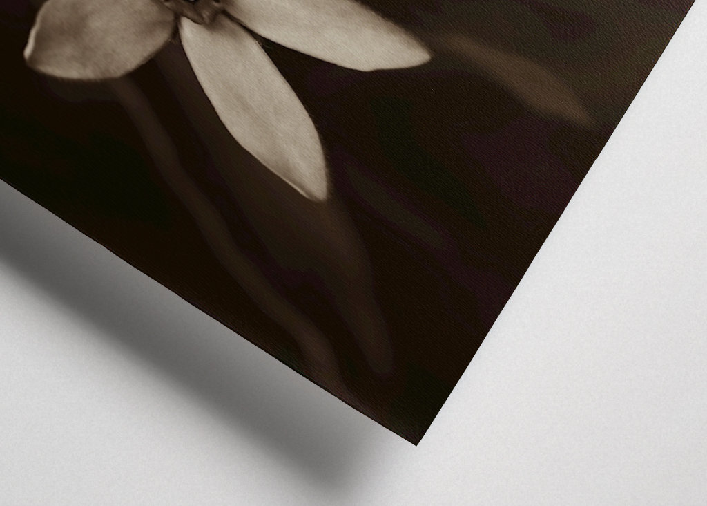 Blomsterhoveder af silkeplanten 