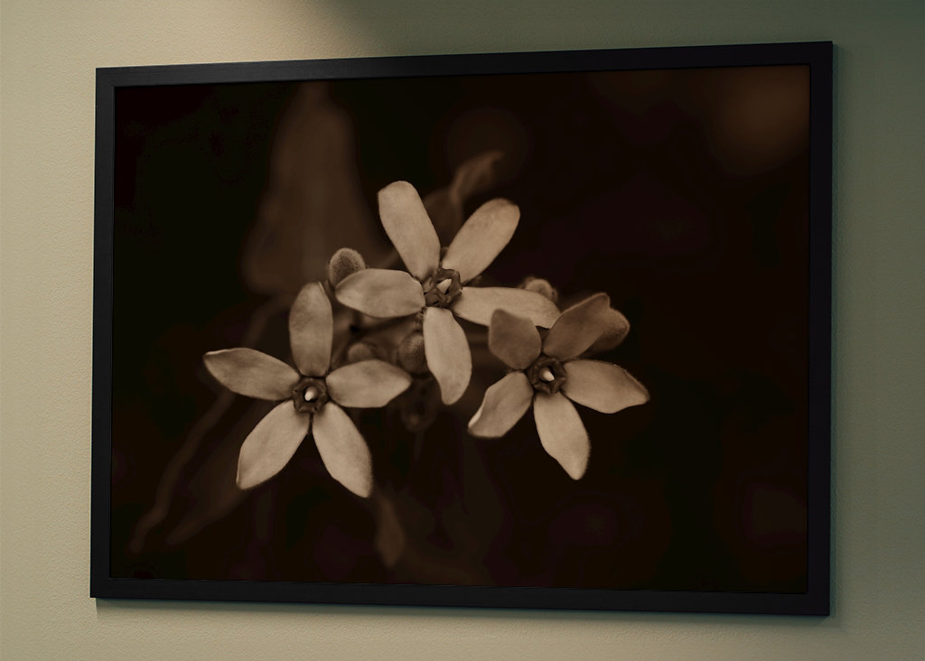 Blomsterhoveder af silkeplanten 