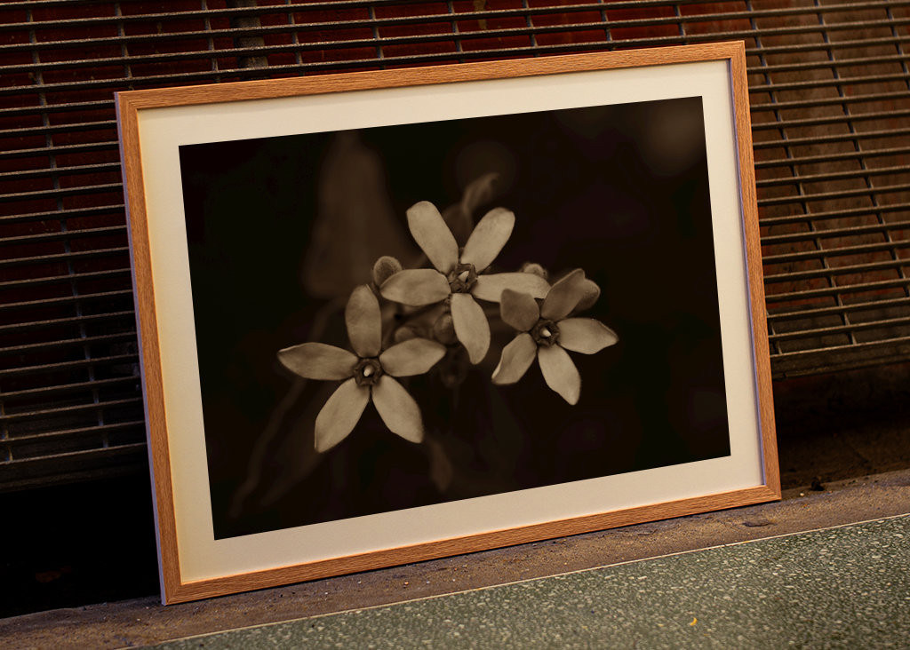 Blomsterhoveder af silkeplanten 