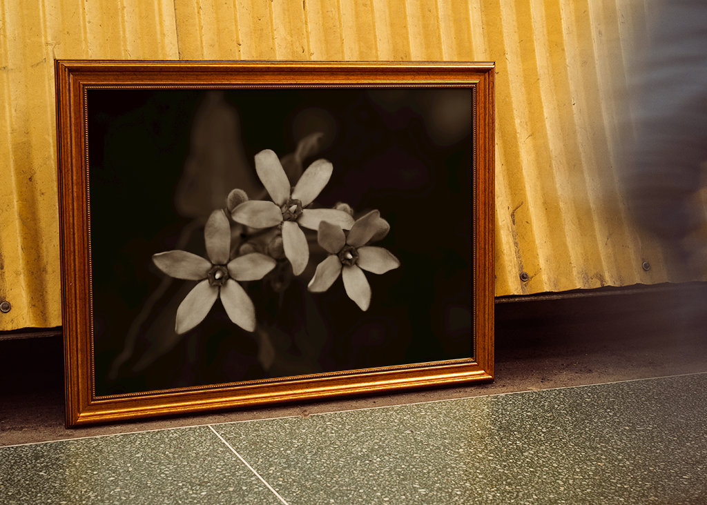 Blomsterhoveder af silkeplanten 