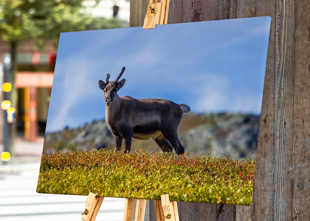 Schöne junge Rentiere