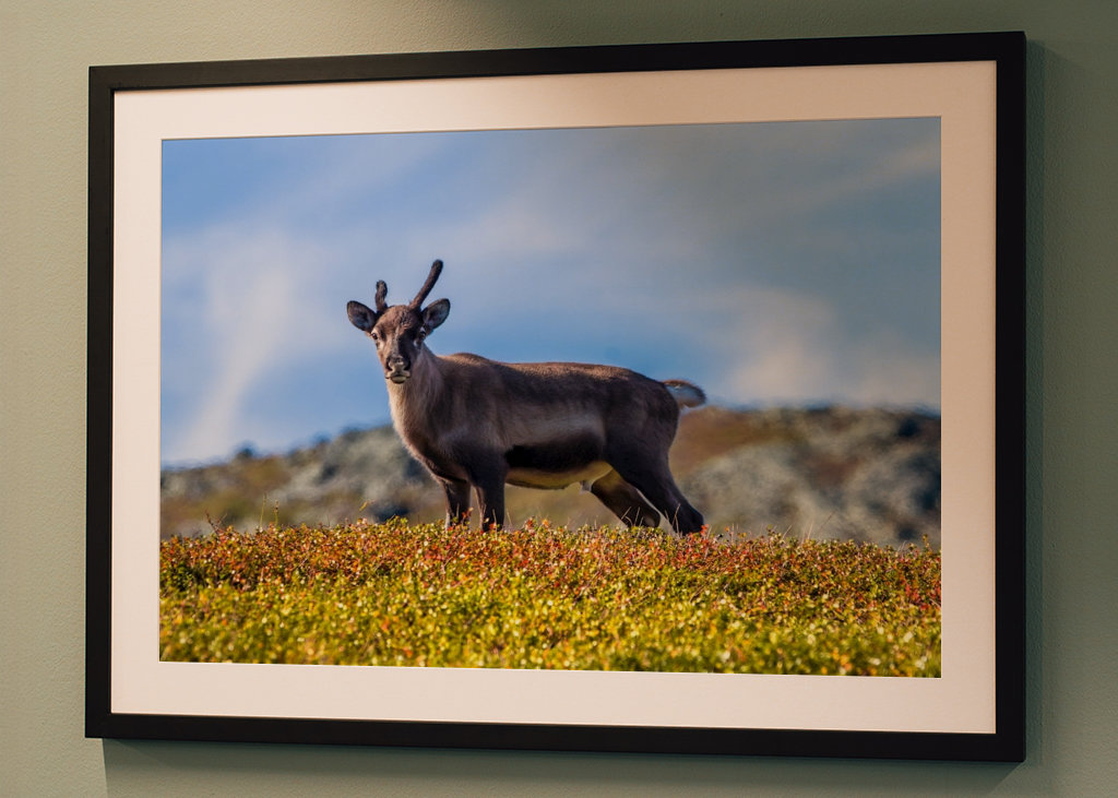 Schöne junge Rentiere