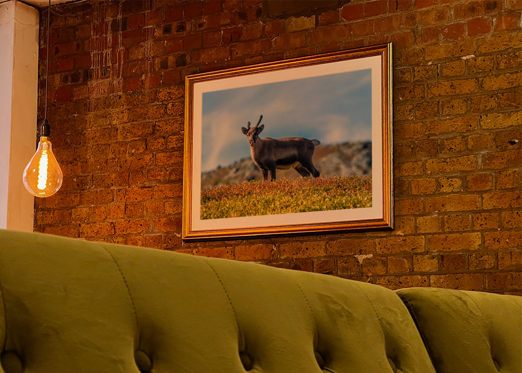 Schöne junge Rentiere