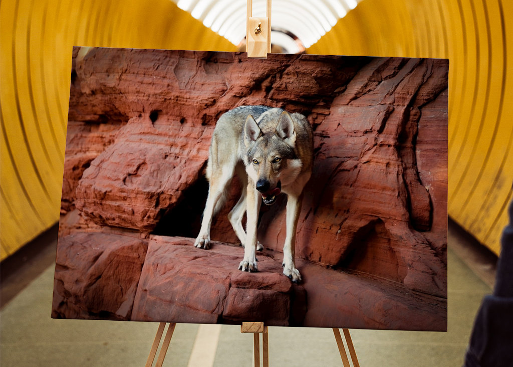 Wolfhound sur Altschlossfelsen