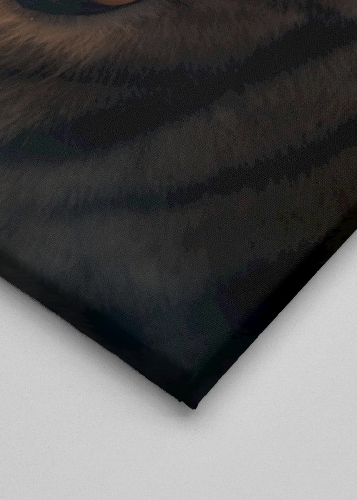 Volání o pomoc (tygři v ohrožení)