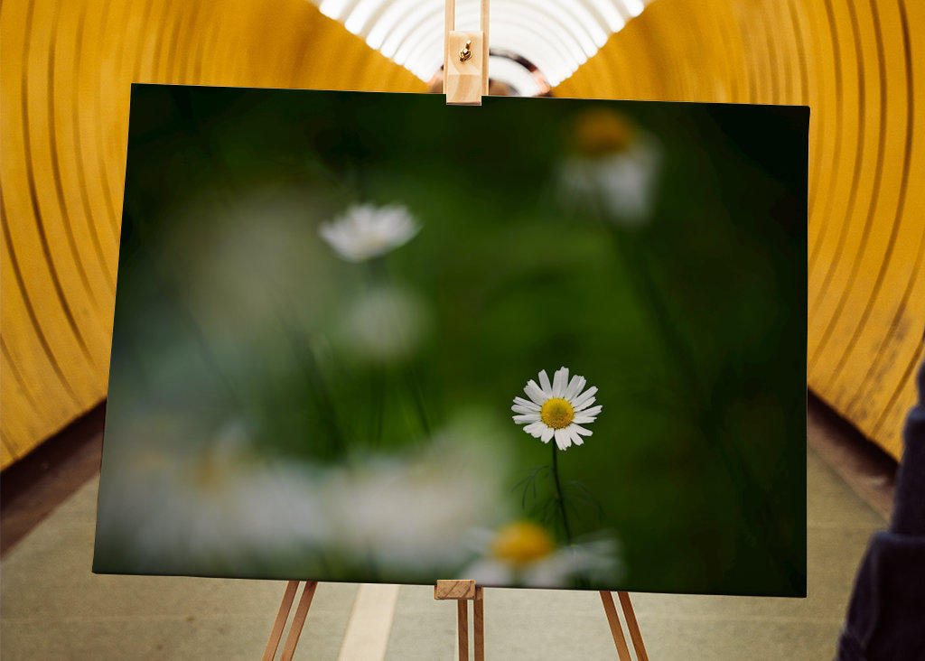 Sedmikráska mezi ostatními