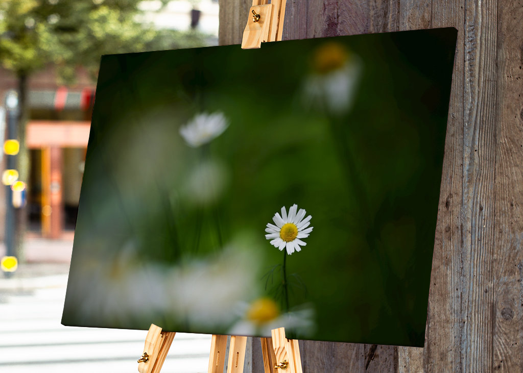 Sedmikráska mezi ostatními