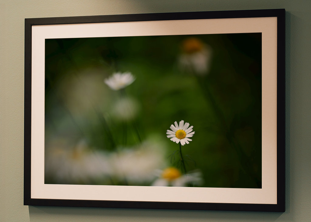 Sedmikráska mezi ostatními