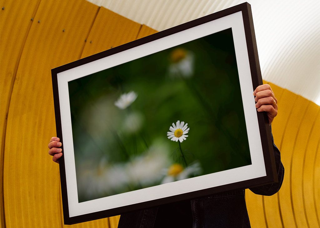 Sedmikráska mezi ostatními