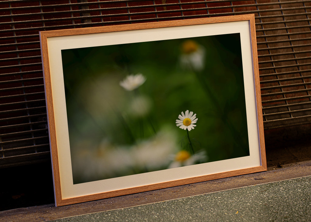 Sedmikráska mezi ostatními