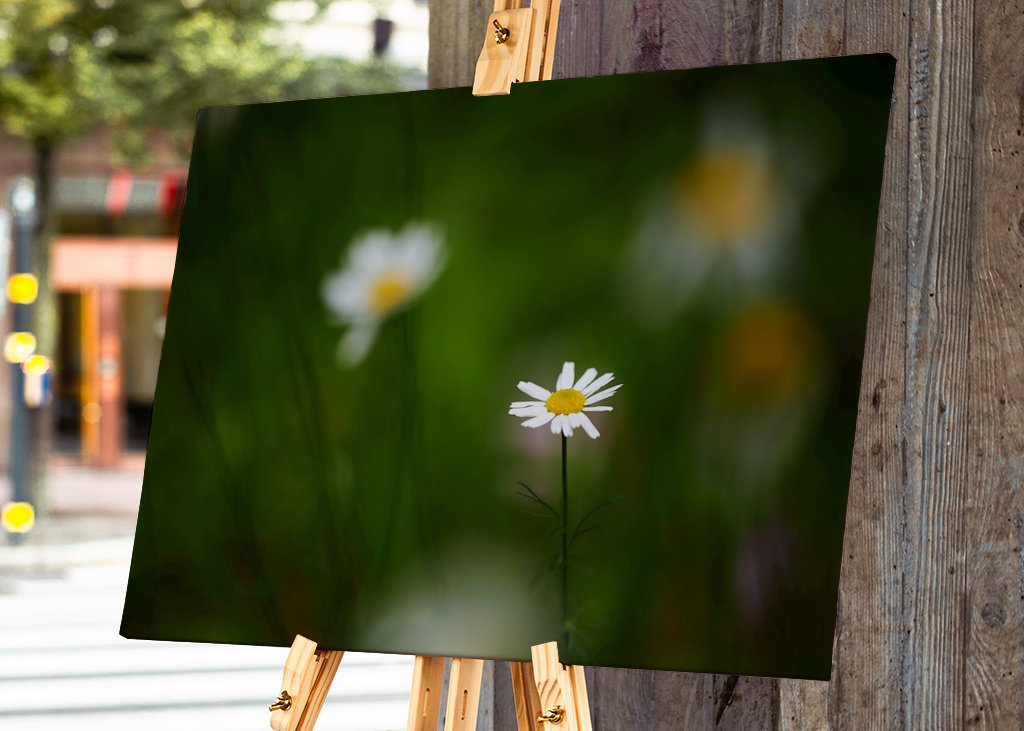 Päivänkakkara muiden joukossa