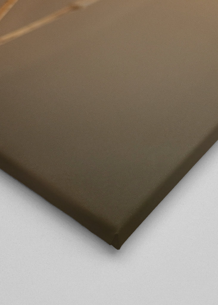 Strandglimmin's seed stage