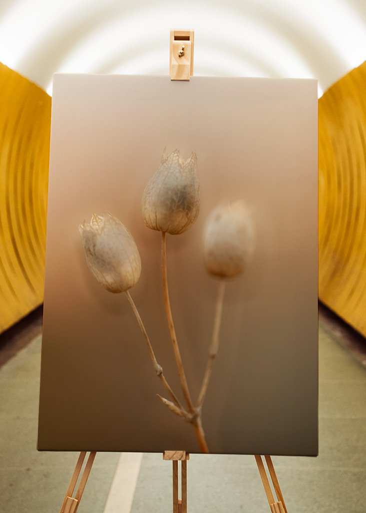 Strandglimmin's seed stage