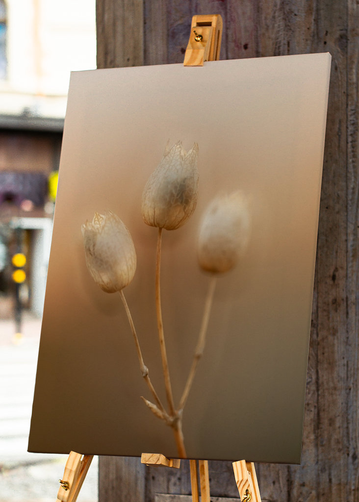 Strandglimmin's seed stage