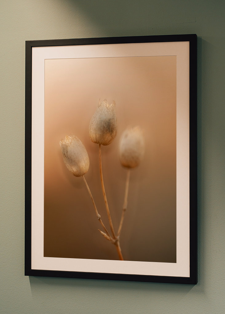 Strandglimmin's seed stage