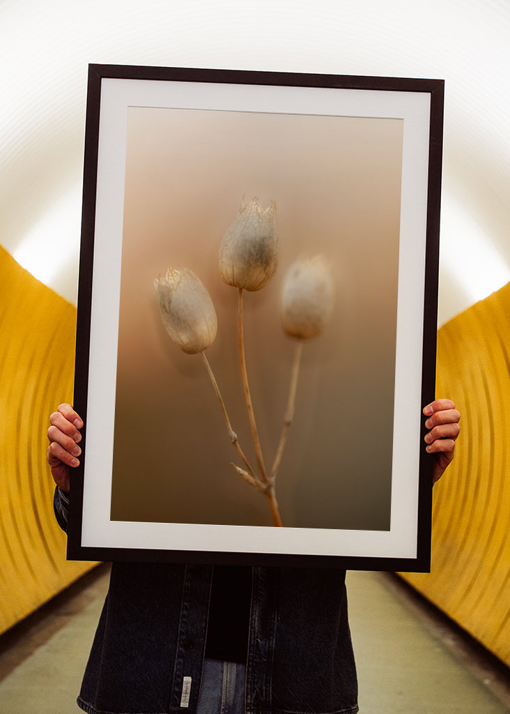 Strandglimmin's seed stage