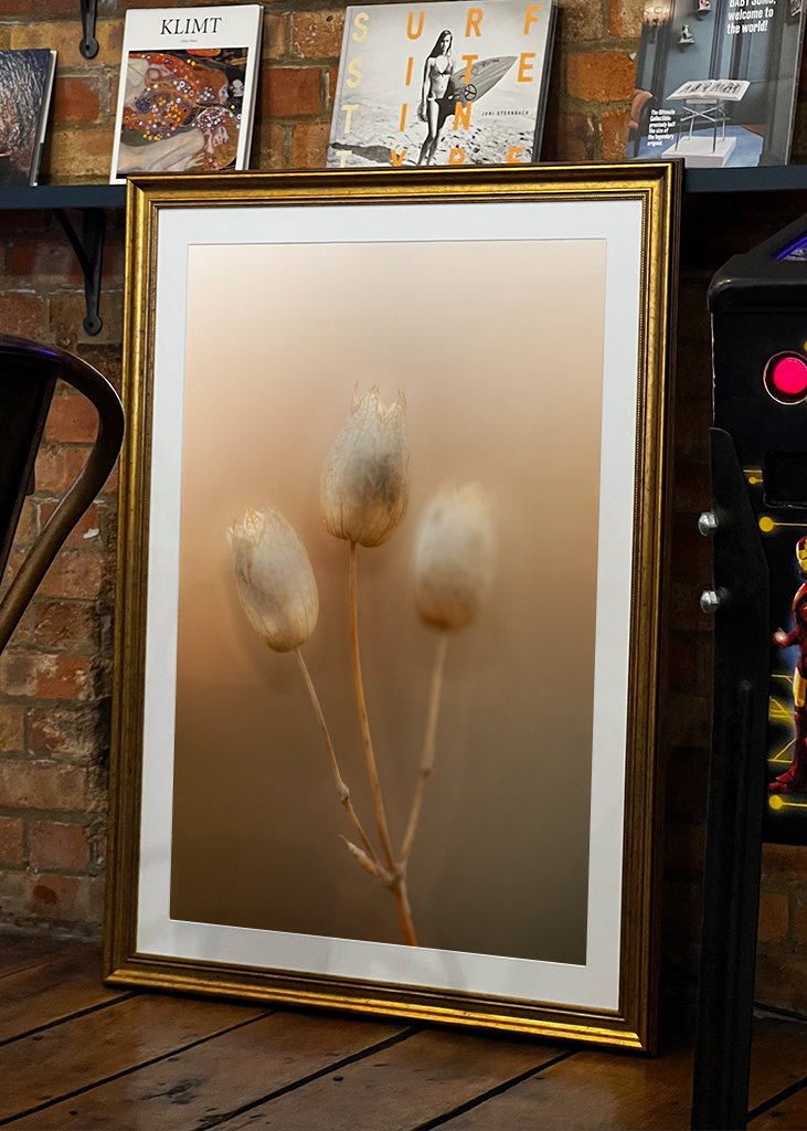 Strandglimmin's seed stage