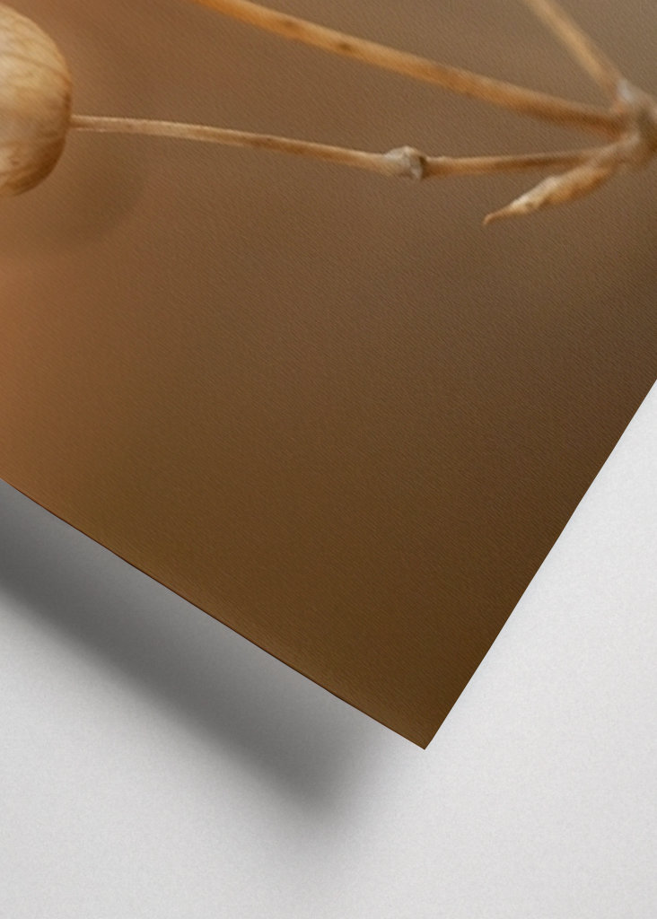 Strandglimmin's seed stage