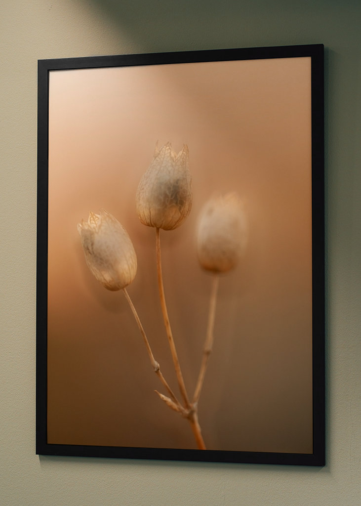 Strandglimmin's seed stage