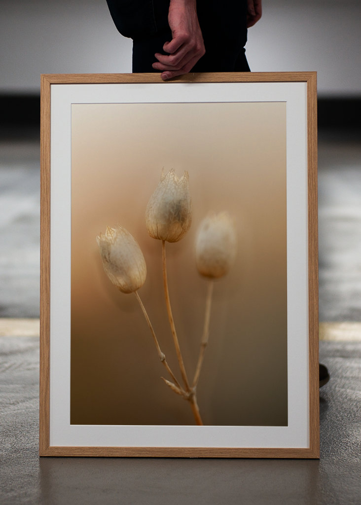 Strandglimmin's seed stage