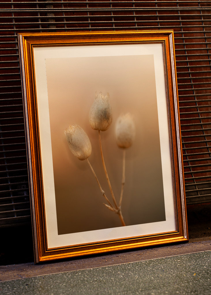 Strandglimmin's seed stage