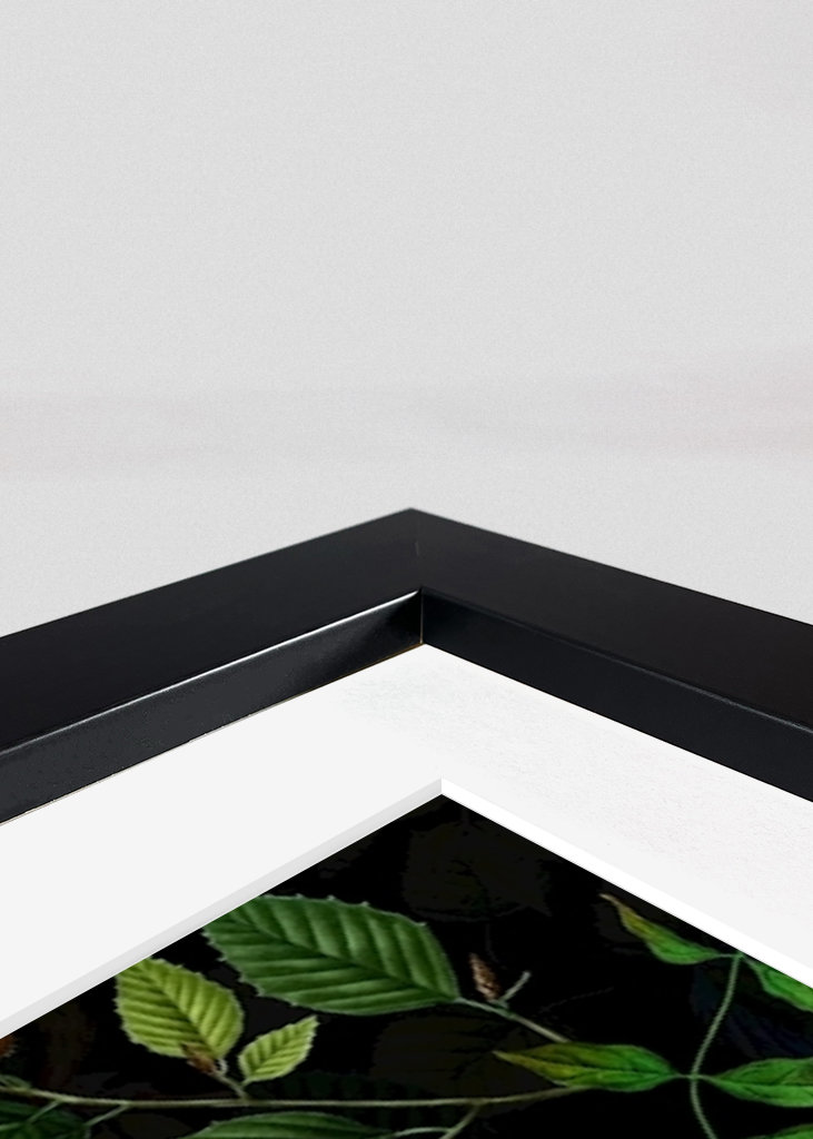 Tropikalny ptak nocny Dżungla