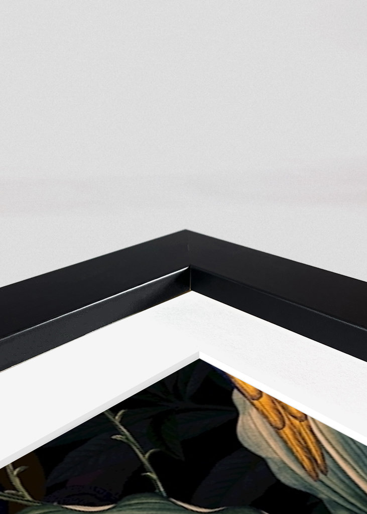 Ogród papug o północy