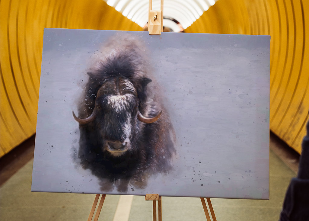 Moskusokse i Härjedalen