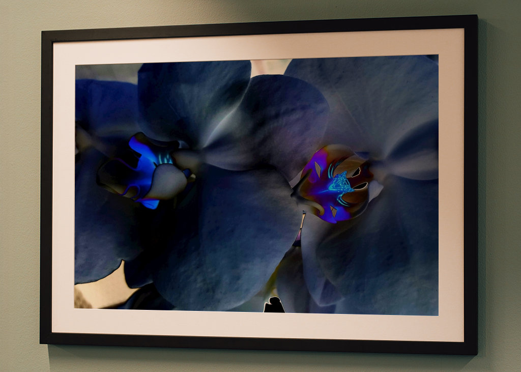 Zbierka flóry; Modrá orchidea