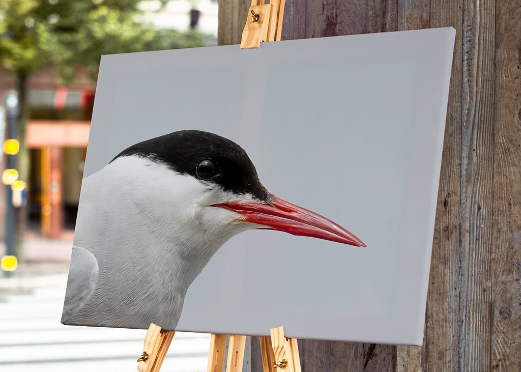 Arktisk Terne Portræt 